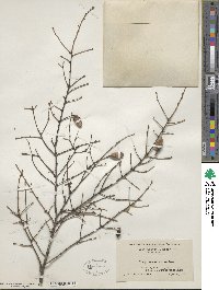 Tsuga canadensis image