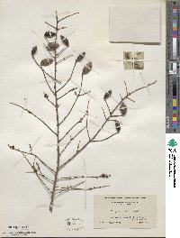 Tsuga canadensis image