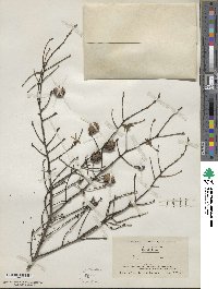 Tsuga canadensis image