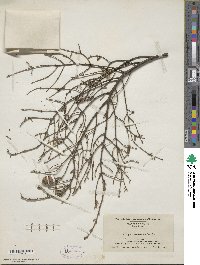 Tsuga canadensis image