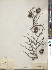 Tsuga caroliniana image