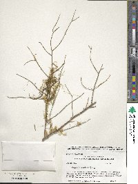 Tsuga heterophylla image