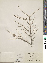 Tsuga heterophylla image