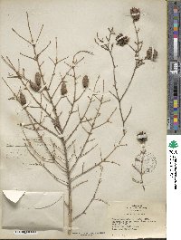 Tsuga heterophylla image