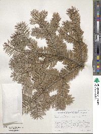 Tsuga heterophylla image