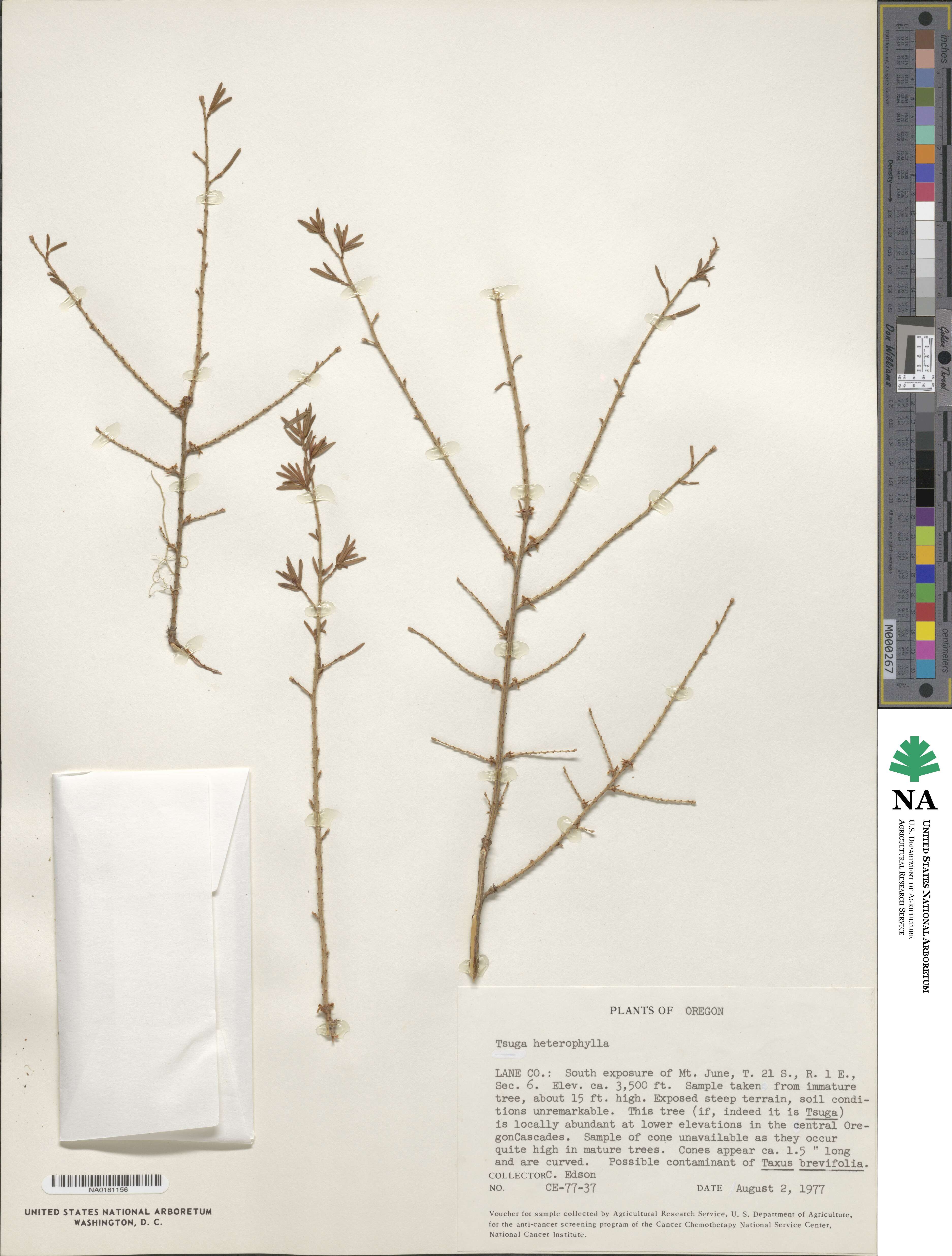 Tsuga heterophylla image