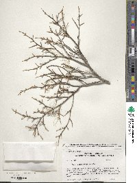 Tsuga mertensiana image