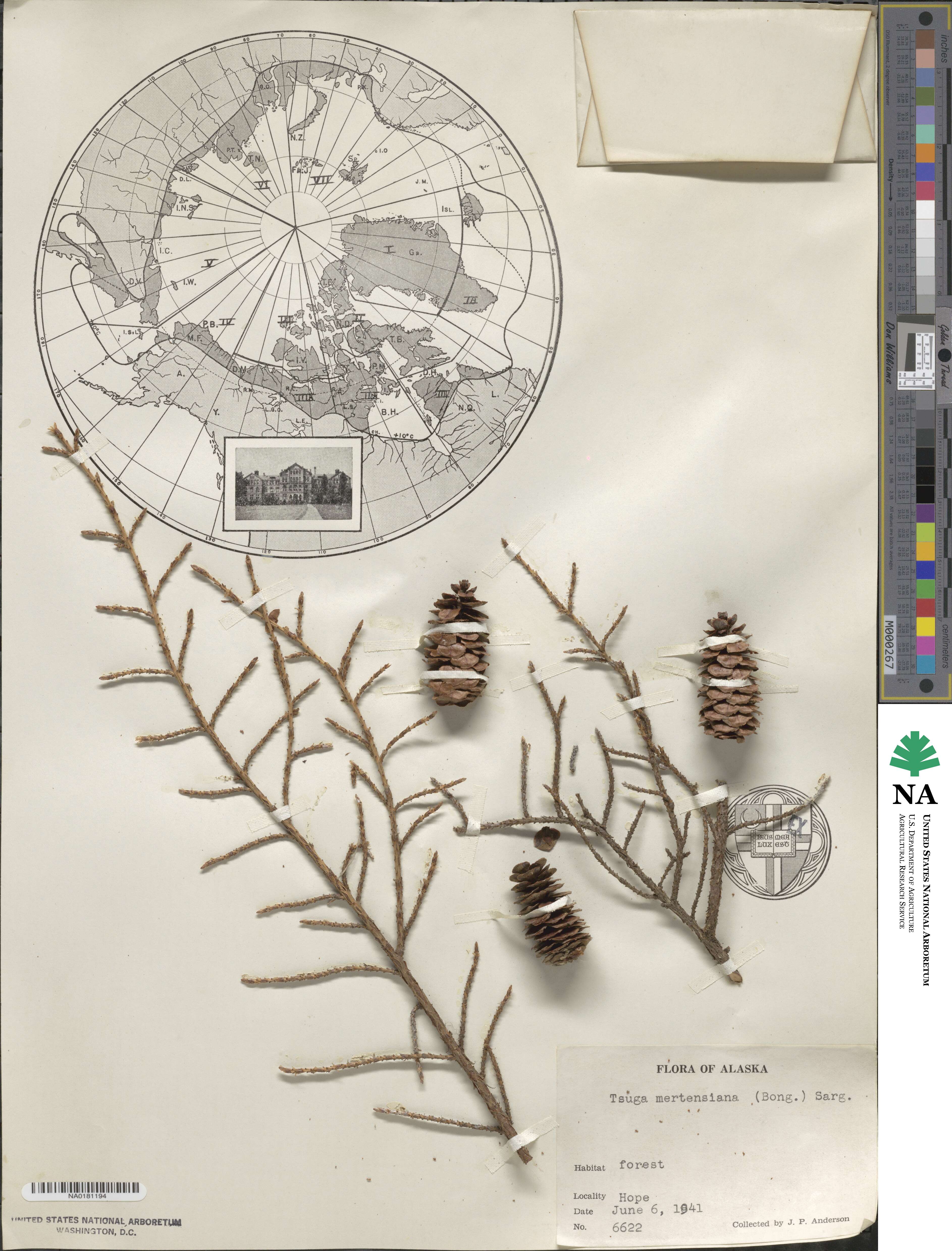 Tsuga mertensiana image