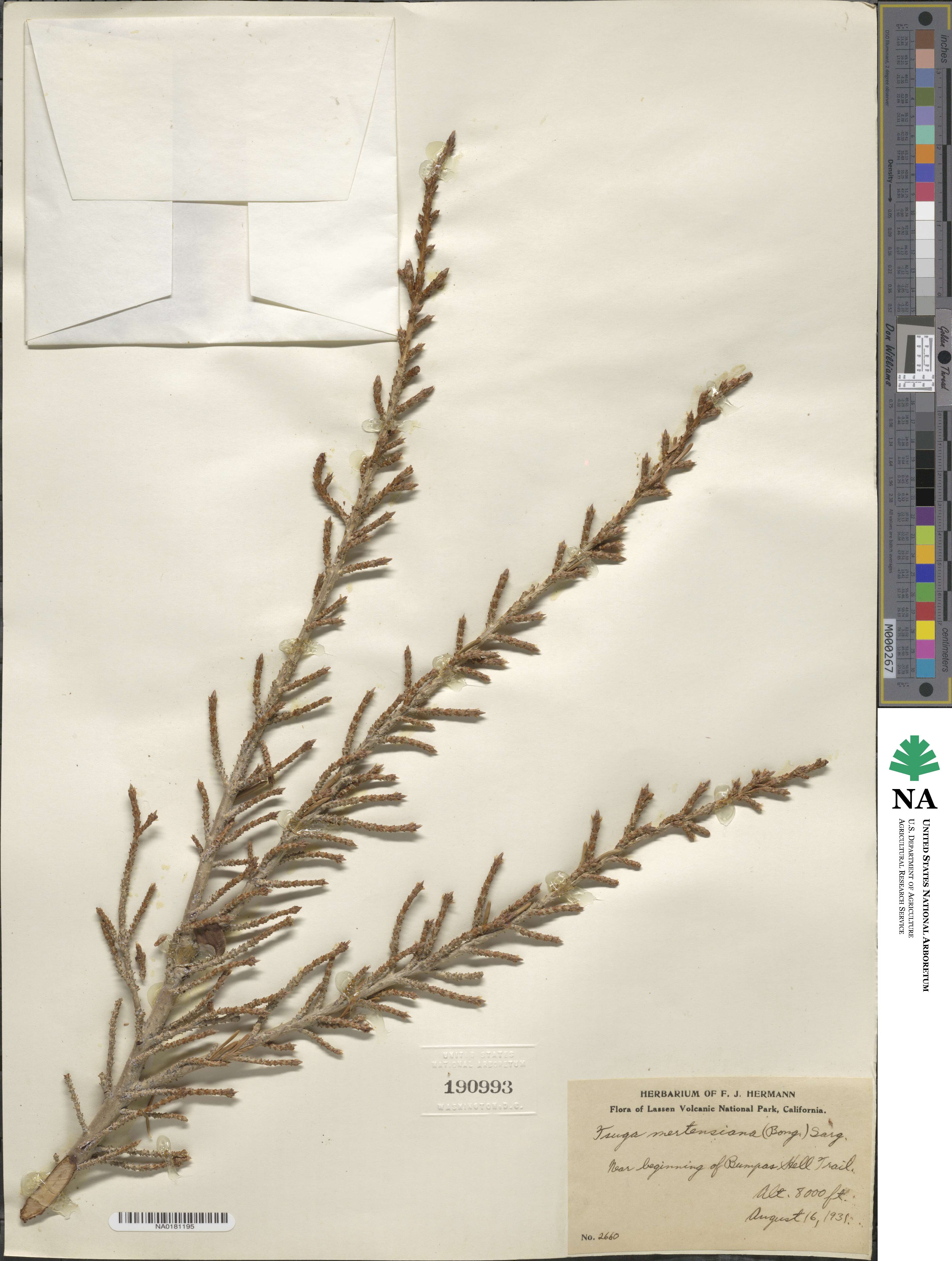 Tsuga mertensiana image