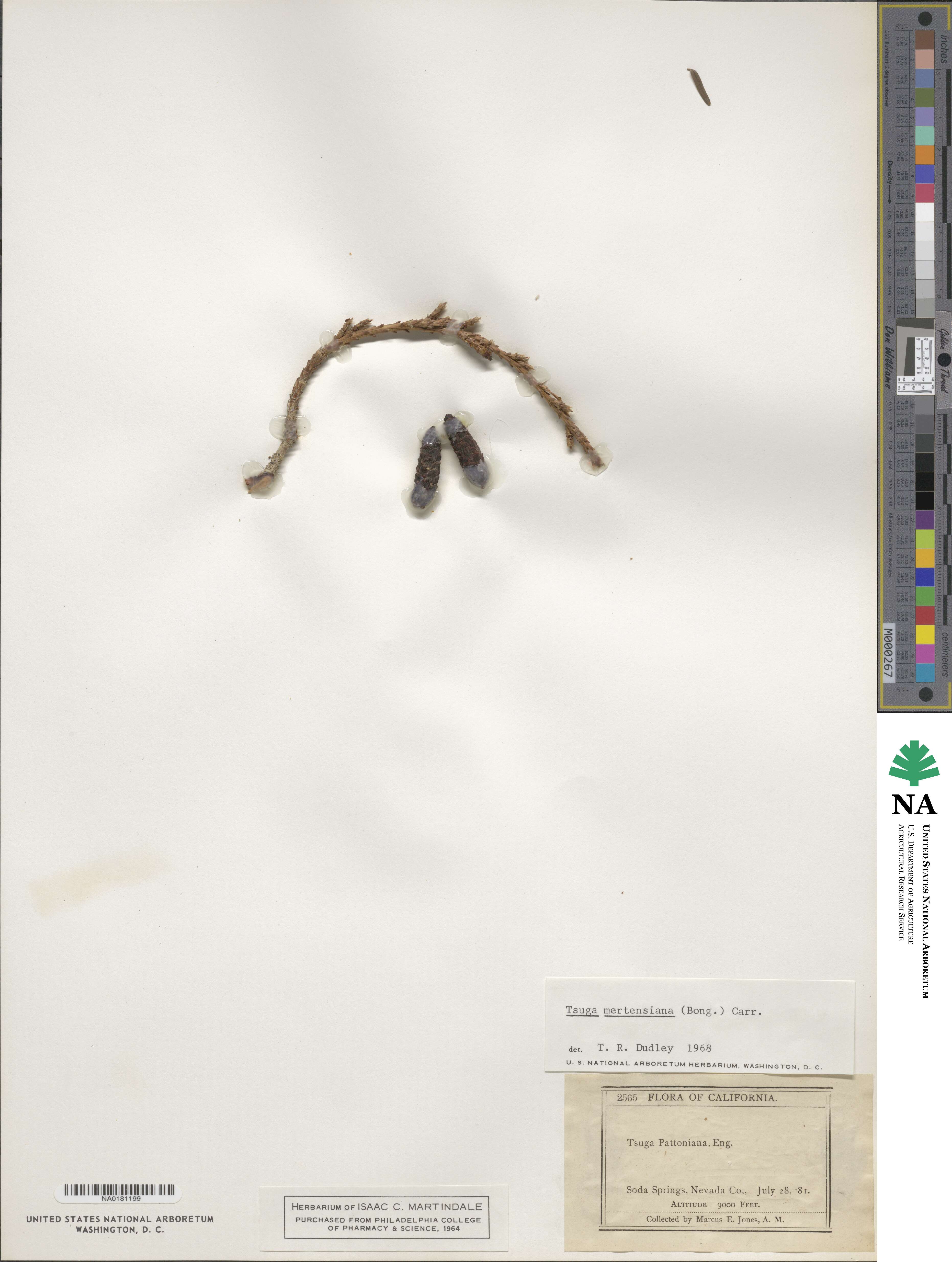 Tsuga mertensiana image