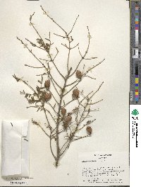 Tsuga canadensis image