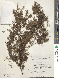 Tsuga canadensis image