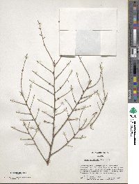 Tsuga canadensis image