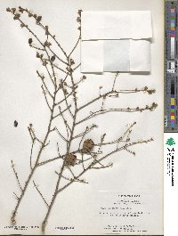 Tsuga canadensis image