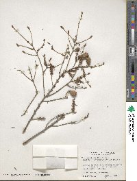 Tsuga canadensis image