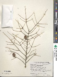 Tsuga canadensis image