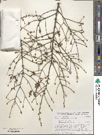 Tsuga canadensis image