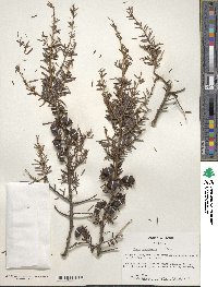 Tsuga canadensis image