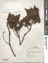 Tsuga canadensis image