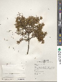 Tsuga canadensis image