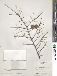 Tsuga canadensis image