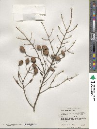 Tsuga canadensis image