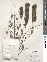 Tsuga canadensis image