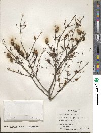 Tsuga canadensis image