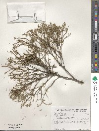 Tsuga canadensis image