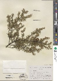 Tsuga canadensis image