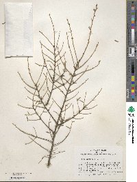 Tsuga canadensis image