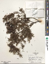 Tsuga canadensis image