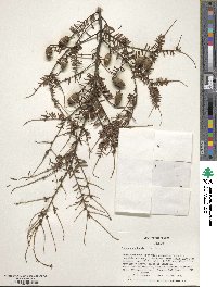 Tsuga canadensis image