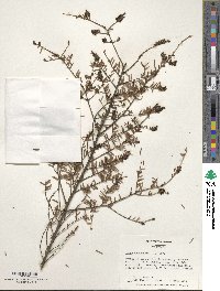 Tsuga canadensis image