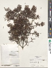 Tsuga canadensis image