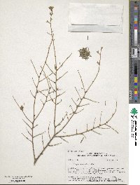 Tsuga canadensis image