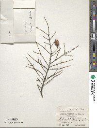 Tsuga canadensis image