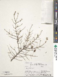 Tsuga canadensis image