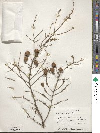 Tsuga canadensis image