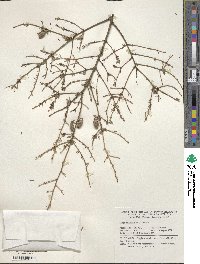 Tsuga canadensis image