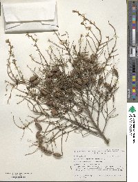 Tsuga canadensis image