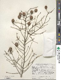 Tsuga canadensis image