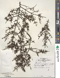 Tsuga canadensis image