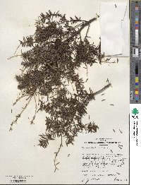 Tsuga canadensis image