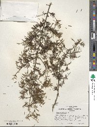 Tsuga canadensis image