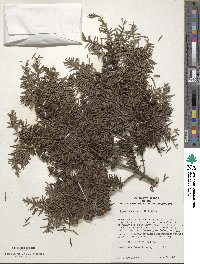 Tsuga canadensis image