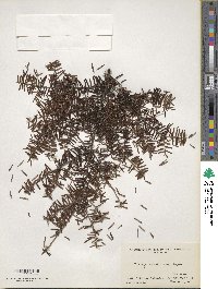 Tsuga caroliniana image