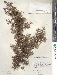 Tsuga caroliniana image