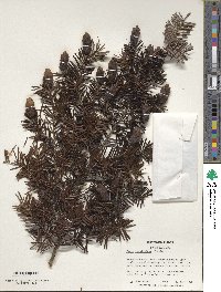 Tsuga caroliniana image