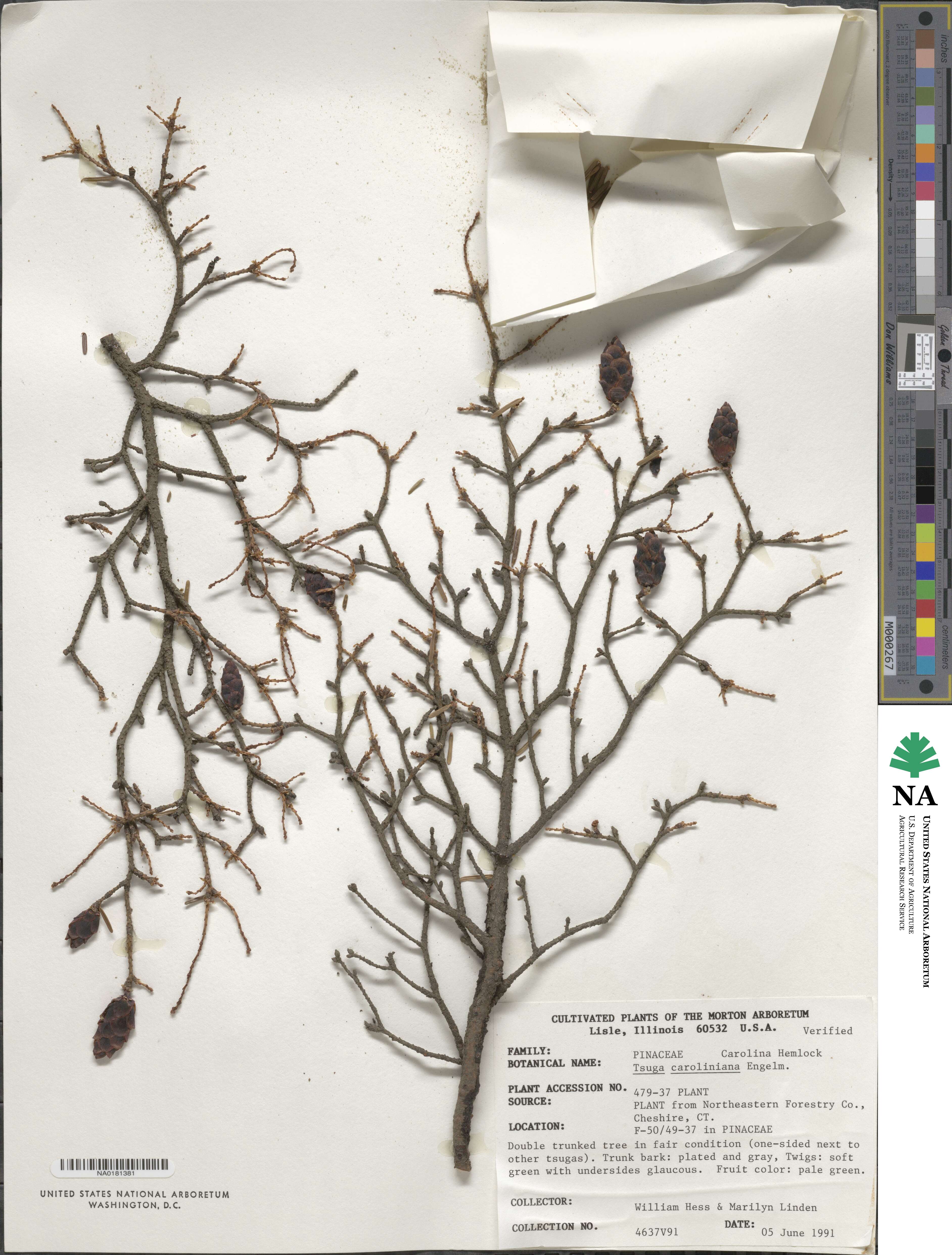 Tsuga caroliniana image